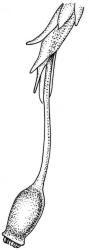 Weymouthia mollis. Perichaetium with capsule. Drawn from T.W.N. Beckett s.n., May 1889, CHR 624130, and J. Child 1740, CHR 432785.
 Image: R.C. Wagstaff © New Zealand Institute for Bioeconomy Science Limited 2026 CC-BY 3.0 NZ